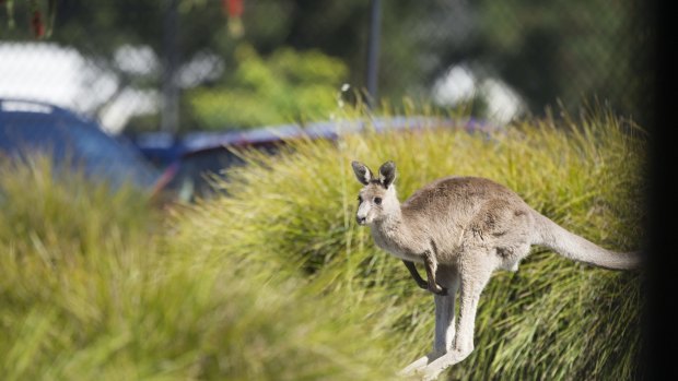 Eastern grey kangaroo populations have increased rapidly each season in response to plentiful nutrition.