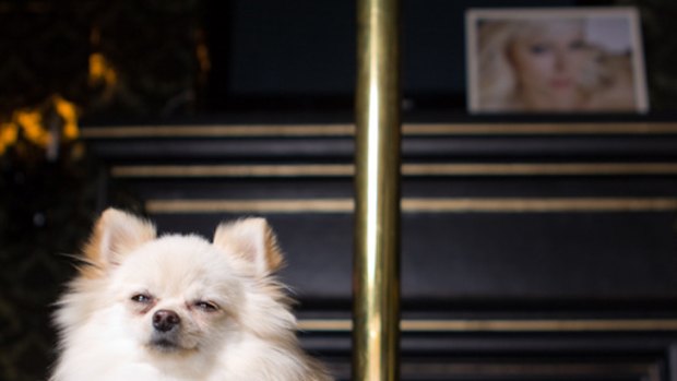 Paris Hilton's Pomeranian, Marilyn, striking a pose on the "pole dancing"? stage of the club room in the dog house. Photo: Otis & Lucy Photography