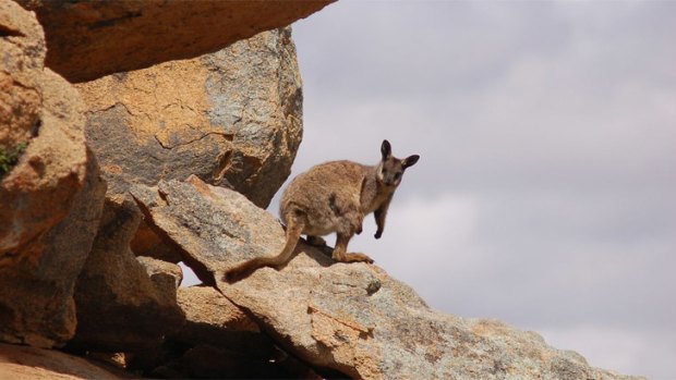 Black-flanked rock wallaby numbers had dropped to just five at Nangeen Hill.
