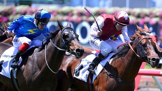 No clown ... Galah, right, in action in Melbourne. He runs in the $100,000 Festival Stakes at Rosehill.