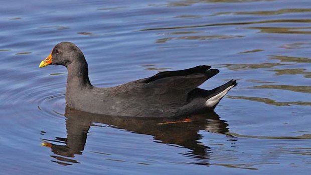 Dusky moorhen still bears the scars of its encounter with an emu.