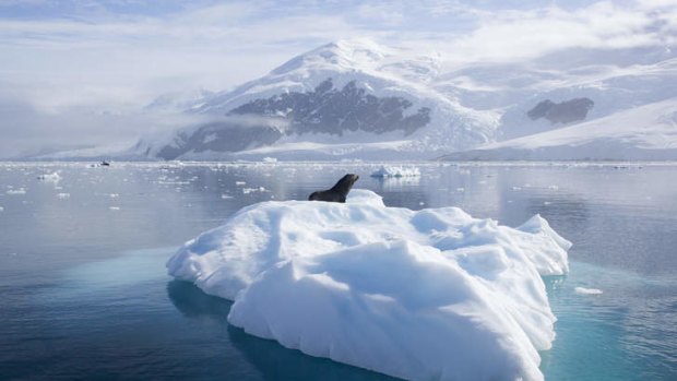 Unforgettable: an Antarctic fur seal on an ice floe.