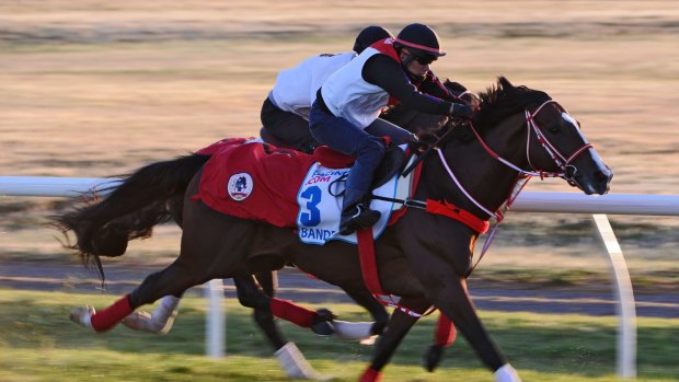 Bande gallops on the course proper during a trackwork session at Werribee.