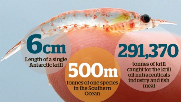 Krill may be tiny but they are big business, with China planning to increase the nation's catch.