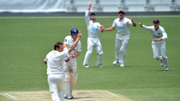 Happy hunting ground: Ryan Harris snares a Shield wicket at the Gabba.