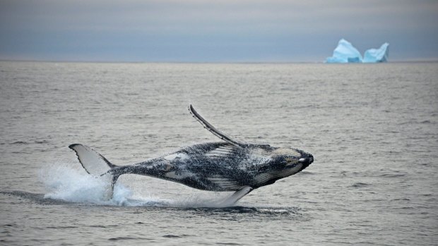 Humpback numbers have recovered since the end of whaling in WA.
