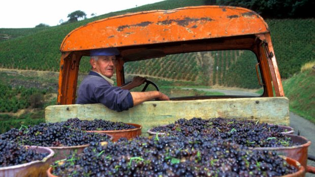 Famous fruit: A Burgundy farmer transports his latest grape harvest from the vineyards to the winery.