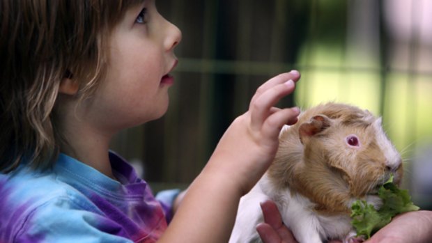 Jake checks out a guinea pig that is use as a form of therapy for traumatised children.