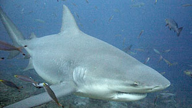 Three bull sharks have been captured in the Swan River in the past week.