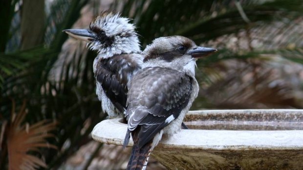 A study has found that birds are claiming bird baths as trophies of war. 