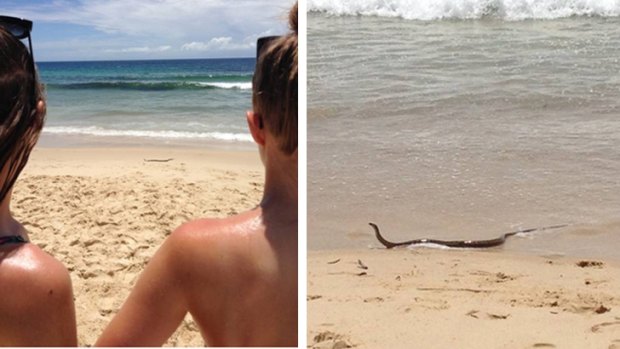 Beachgoers watch the snake emerge from the sea.