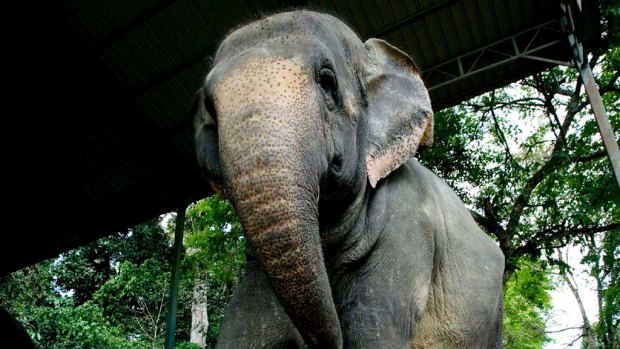 Kuala Gandah, at the forefront of Malaysia's elephant protection prgram.