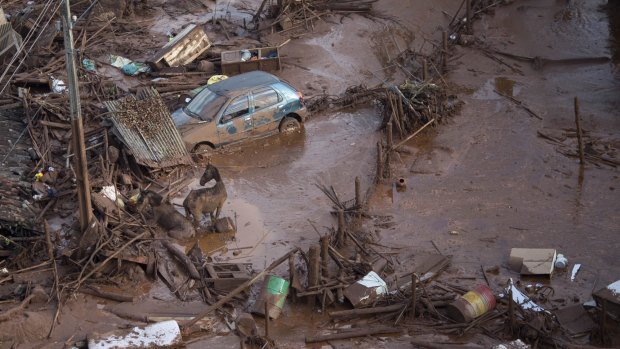 Horses struggle in the mud in Bento Rodrigues after the dam burst in November.