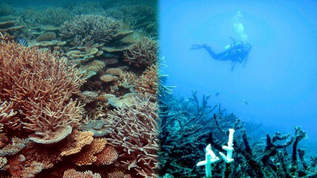 A healthy reef at Heron Island (left), and a degraded reef off Townsville (right) after Crown of Thorns attack and bleaching.