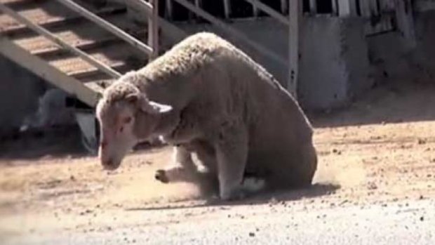 A sheep struggles to move after its legs were bound.