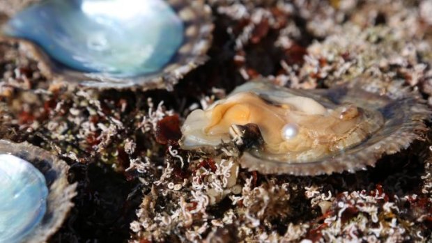 Oysters are struggling as oceans become more acidic.