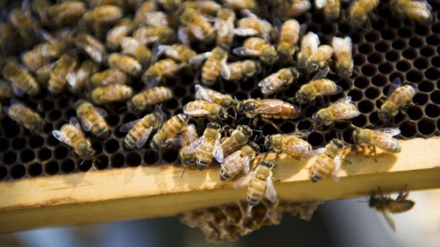 Third time's a charm: Imported queen bees may be key to improving bee industry genetics.