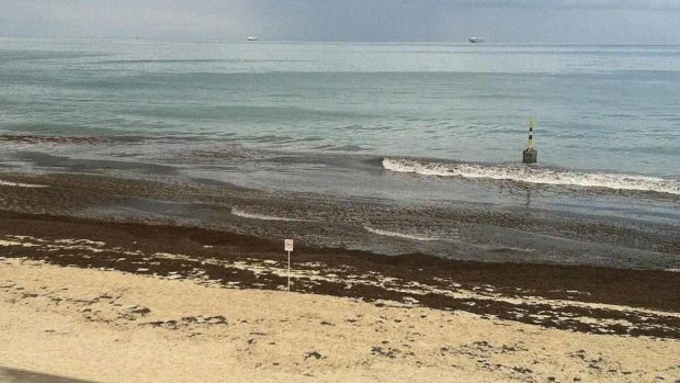 Cottesloe beach has been closed today because of excessive seaweed. <b>Photo:</b> @barnsy_lisa
