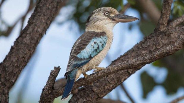 A blue wing kookaburra.