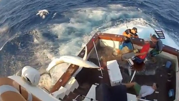 A marlin makes an unexpected appearance on a north Queensland fishing boat. Part of the boat is seen striking a crew member, at left.