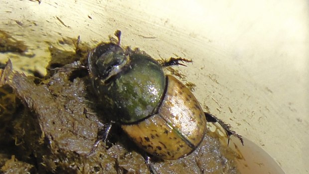 It's Ringo!: One of the dung beetles from the Black Mountain containment facility. 