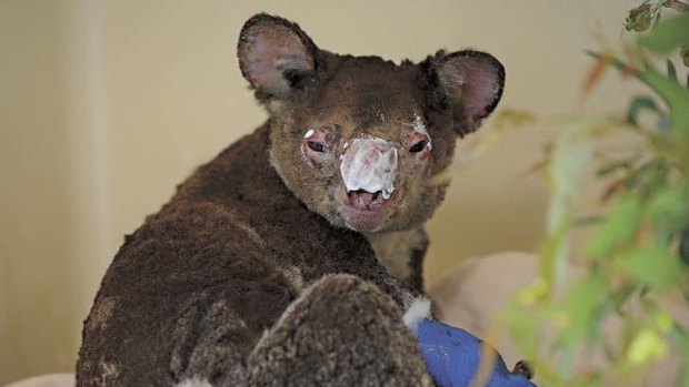 Rian the koala suffered horrific burns during a controlled bushfire.