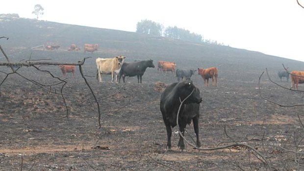 Cattle in scorched paddocks after the Kilmore fires. <i>Photo: Pets Haven Foundation</i>