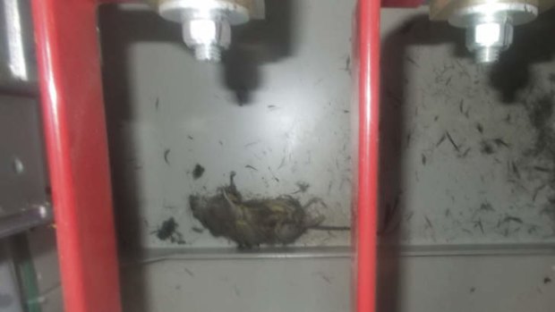 Alleged culprit. The dead rat found inside a temporary electric switchboard. Operators of the Fukushima plant claim it caused cooling systems to shut down.