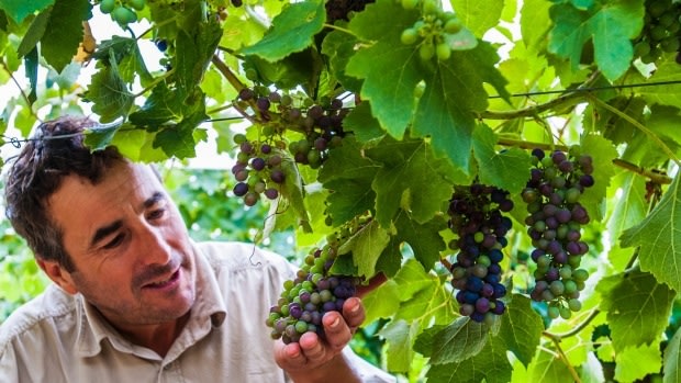 Mount Majura Vinyard viticulturist Leo Quirk observes how the weather has affected this season's grape harvest. 