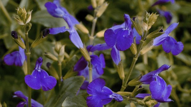 Salvias to suit all, including the S. <i>navajo</i> 'Dark Purple' .