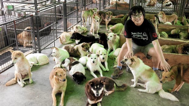 A man's best friends? … Qiao Wei at Qiming Animal Protection Centre.