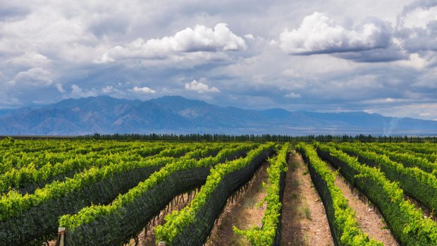 Vineyards in the Uco VaRMRMey, a wine region in Mendoza Province, Argentina. 