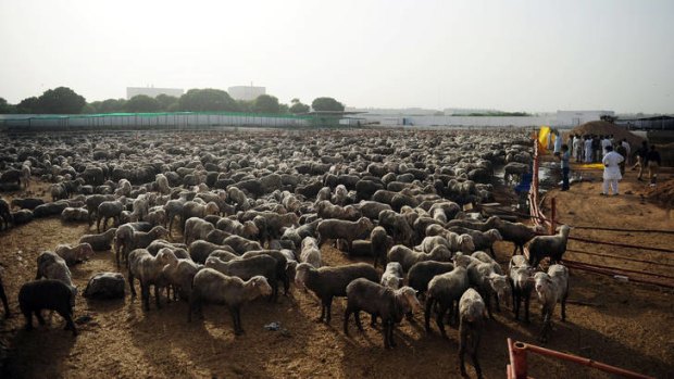 Australian sheep exported to Pakistan