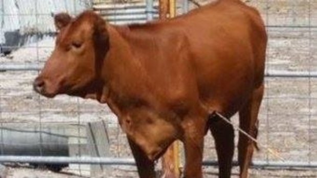 A cow has been put down after being shot by an arrow. 