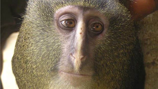A new species of monkey found in the Democratic Republic of the Congo and identified as lesula (Cercopithecus lomamiensis).