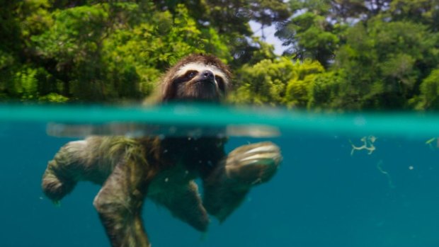 A scene from <i>Planet Earth II</i> featuring a pygmy three-toed sloth swimming in Panama.