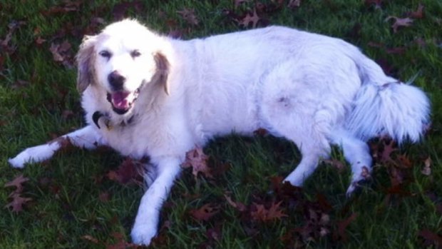 Good dog: Tilly the golden retriever will be sorely missed.