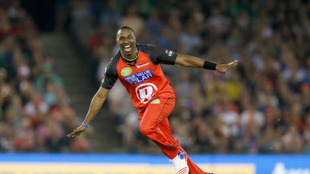 Not playing Test cricket: West Indies all-rounder Dwayne Bravo celebrates a wicket for the Melbourne Renegades.