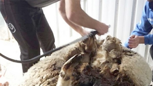 Chris the sheep undergoing his shearing operation.