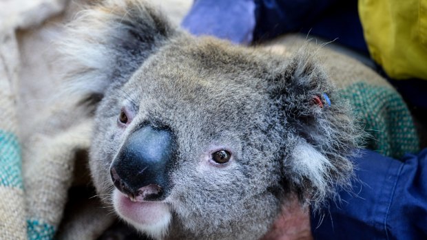 This young male koala had a GPS collar attached so researchers can study his movements.