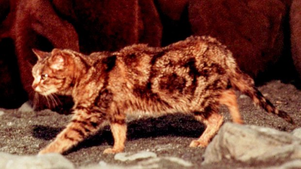 Proponents say curiosity can reduce feral cat numbers by 80 per cent.