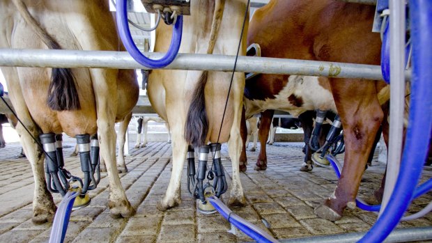 Huge savings: Australian dairy farmers are hoping for a free trade agreement with China.