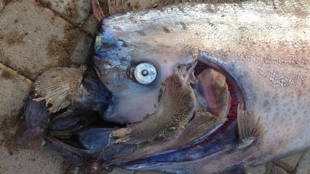 The head of a five-metre-long oarfish that was found in the waters of Toyon Bay on Santa Catalina Island, California.