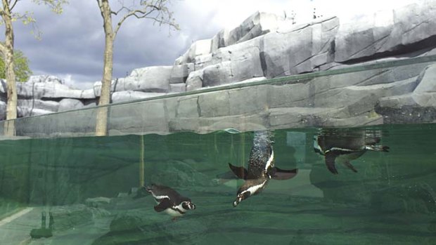 Humboldt penguins at Paris Zoological Park.