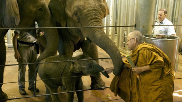 Baby elephant Luk Chai is blessed in a traditional Buddhist ceremony at Taronga Zoo.