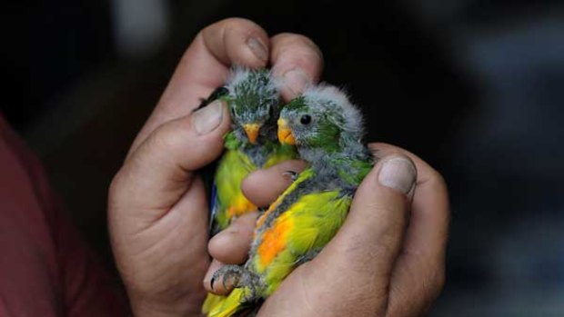 Orange Bellied Parrot chicks from Melaleuca in south-west Tasmania.