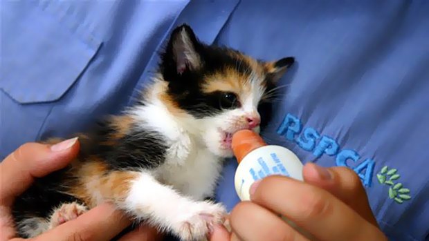 An abandoned kitten on death row in Brisbane will become a South Australian next week.