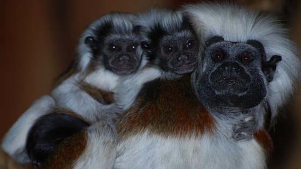 An adult cotton-top tamarin with two babies.