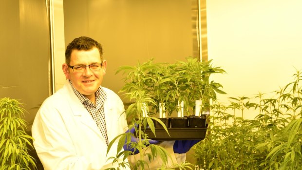 Premier Daniel Andrews casts his eye over the state's clandestine cannabis crop