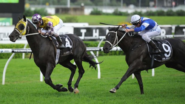 Rails run: Sacred Falls sneaks up on Royal Descent's inside to steal the Doncaster Mile last week.